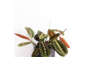 Bild von Papaya Plants MARANTA FASCINATOR