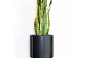 Bild von Papaya Plants Sansevieria Trifasciata Laurentii – SMALL D14cm x H45cm