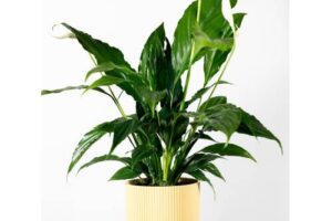 Bild von Papaya Plants Peace Lily