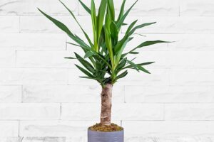 Bild von 123 Flowers Yucca Plant – Yucca Houseplants – Indoor Yuccas – Indoor Plants – House Plants – Home Plants – Plant Gifts