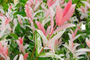 Bild von PlantStore Limited Pair of Salix Flamingo Trees