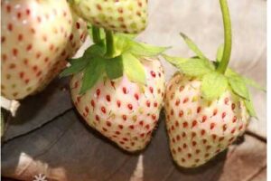 Bild von Thompson and Morgan 5 Strawberry ‘Snow White’ Plants   Wowcher